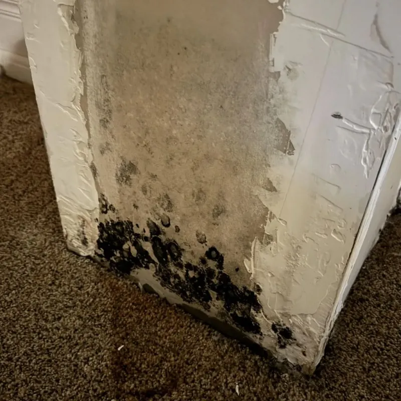 Professional Mold Removal in Simi Valley, CA